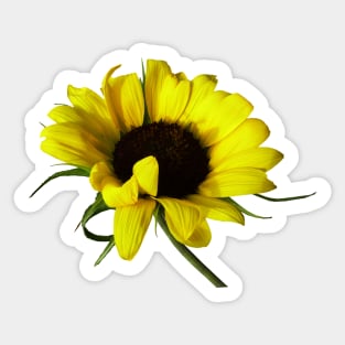 Sunflower With Naturally Curly Hair Sticker